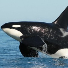 Orca