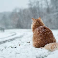 Demos & Standalone Oddities