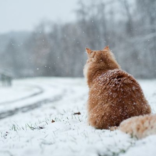 Demos & Standalone Oddities