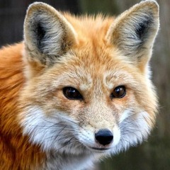 Video Game Music 'Portfolio'