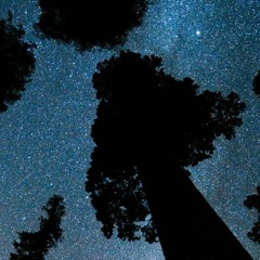 STBB#452(Come wander with me)