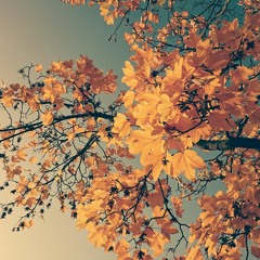 MACRIMA - Die ersten kühlen Herbsttage