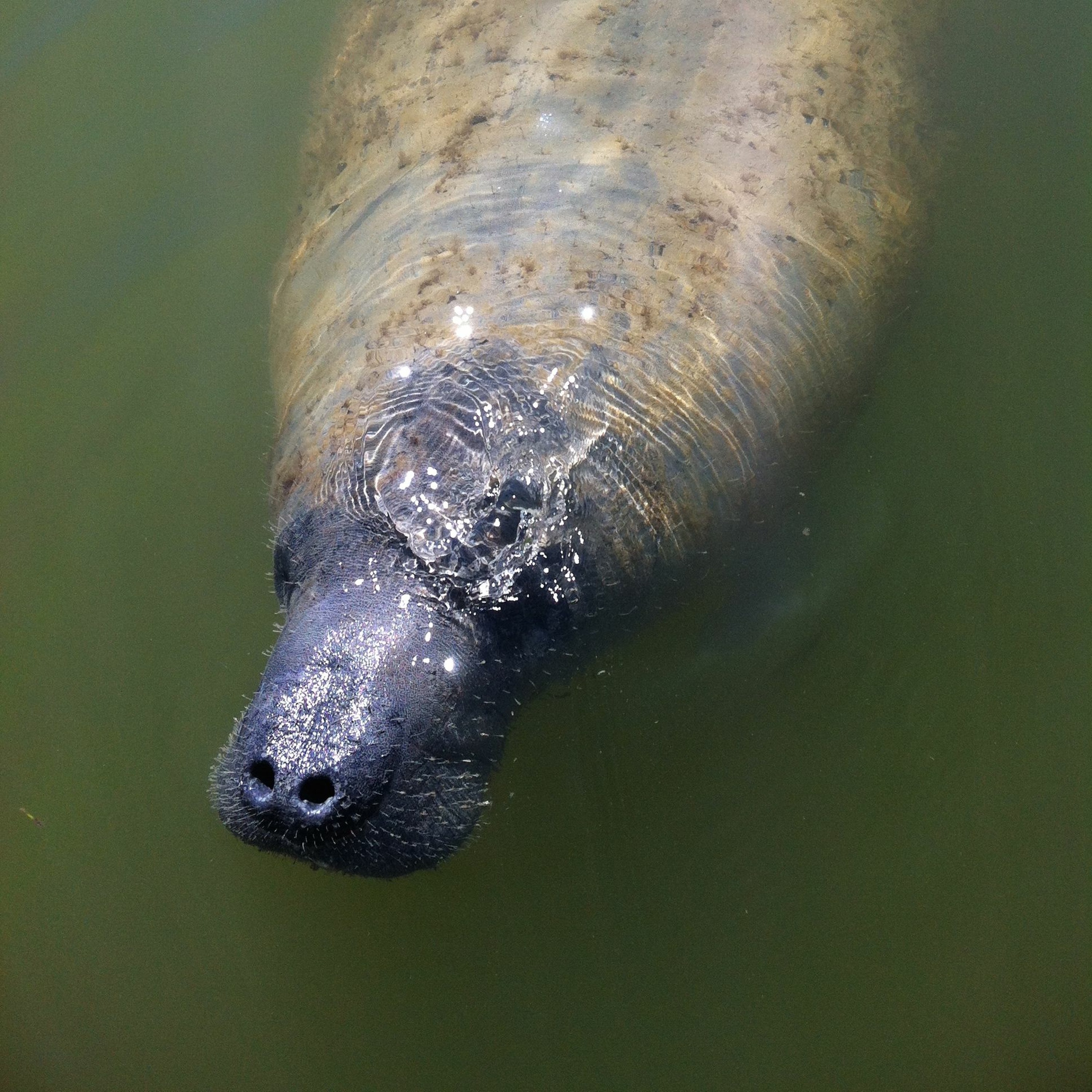 Manatee Matinee episode artwork