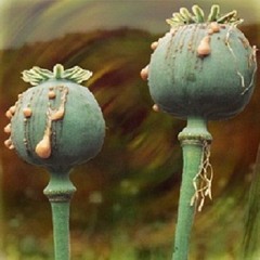 Papaver Somniferum