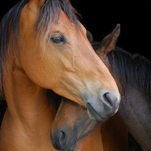 مرتضی اشرفی - دلم خوش بود