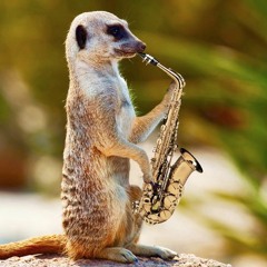 Meerkat Sax