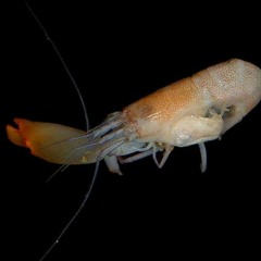 Sounds of science: Snapping Shrimp
