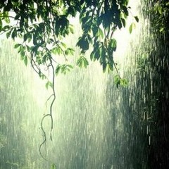 Rain In Ferntree Gully