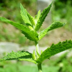 Spearmint