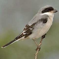 Lesser Grey Shrike