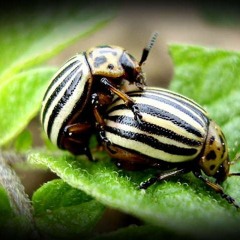 Los Colorados + GiTaraso - Іспаньйолла