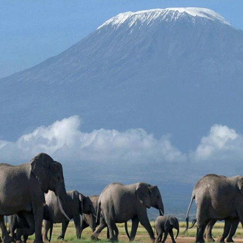 Kilimanjaroo