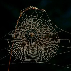 Spiders Harp