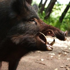 Pork Eater (Feat. Rob Symeonn)- Ticklah