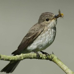 Spotted Flycatcher