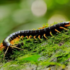 Centipede (Original Demo) by Taylor Eros