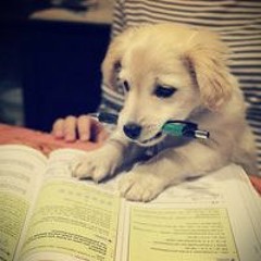 Study