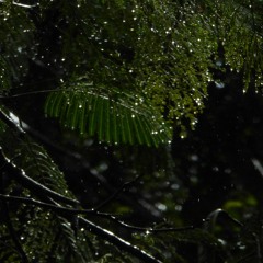 Communication tower wires in tropical storm, Sian Ka'an Biosphere Reserve, Mexico