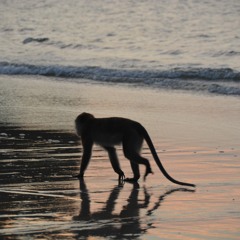 No More Monkey Business