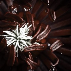 Metal Drums for free - Death Metal -  Ripped in Particles