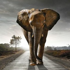 Elephant In The Room -Kid Kobi