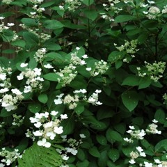 Welcome to Japan - The Strokes Cover By Robyn Marie