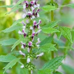 Materia Musica - Motherwort