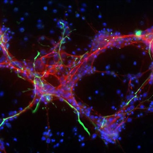 Pluripotency Condensate Recovery