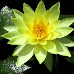 Materia Musica - Yellow Pond Lily