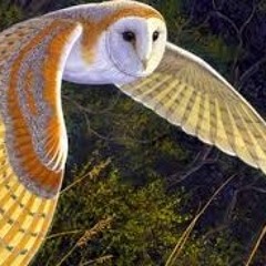 Fly, Birdie