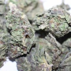 Cream Kush Snippet(Prod. Amati100)