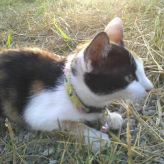 Nagasarete Airantou ED2 Single - Eien no Oka (Mizu Ver)