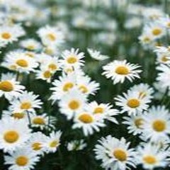 Daisies