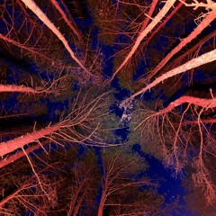 Looking Up (ft. Tim Rawson)