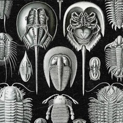La Marche Des Arthropodes