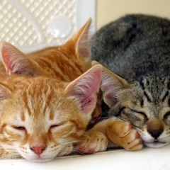 Dream A Little Dream Of Me (Cover)