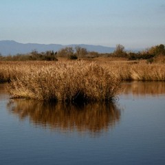 El Pot Petit La Rumba De Les Castanyes