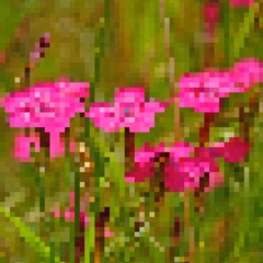 Clove