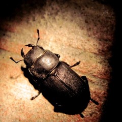 Honey Licks feat. Alex Foote