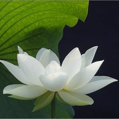 ေမတၱာ  -  နုနုသီဆိုသည္