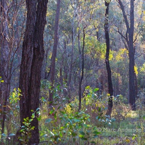 First Light at Chiltern, Victoria, Australia