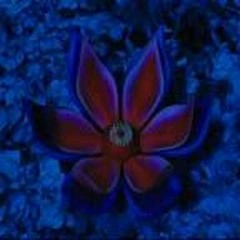 Red Is Blue - Hoodwinked