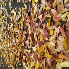 Autumn leaves (가을 낙엽)