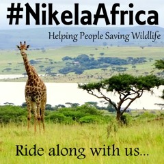 Curious Animal Behaviors at the Waterholes in Etosha #NikelaAfrica
