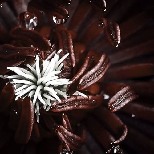 Stream Metal Drums for free Archangel 240 BPM by Drumtracks