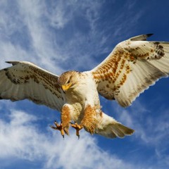 Falco A Metà - Gianluca Grigniani Cover