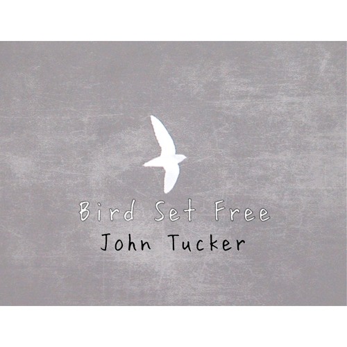 Stream Bird Set Free - Sia by John Tucker Music | Listen online for free on  SoundCloud