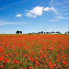 The Green Fields Of France (Eric Bogle cover)