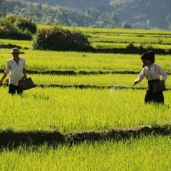 Con Gà Gáy Le Te(pre75) - Dân Ca Cống Khao