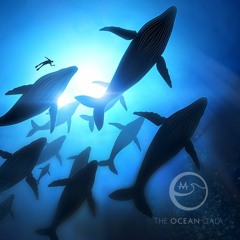 Ocean Prayer - The Ocean Gala (Dave Kim and Sierra Cambell)